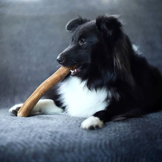Jouet en bois d’olivier, mastication naturelle pour Chien, Taille M