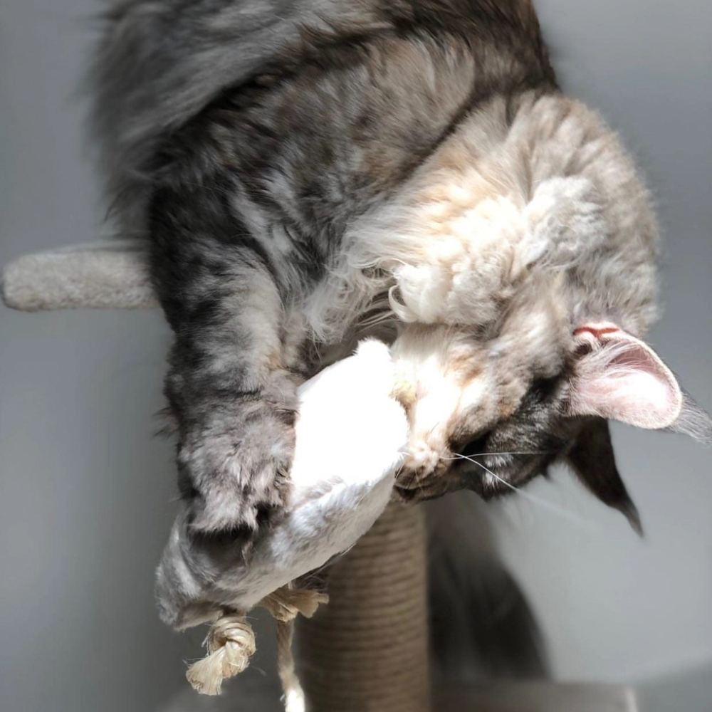Souris à la valériane, jouet stimulant et apaisant pour Chat
