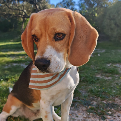 Bandana Rayé Bleu et Taupe, pour Chien