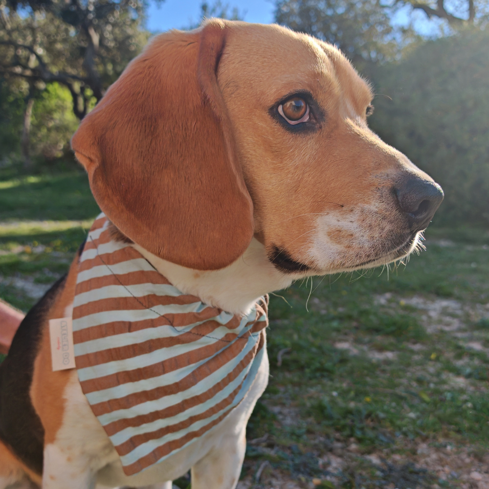 Bandana Rayé Bleu et Taupe, pour Chien