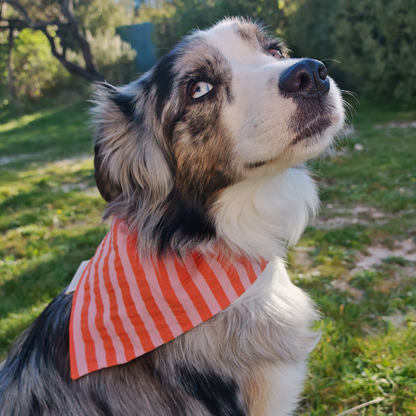 Bandana Rayé Rose et Orange, pour Chien