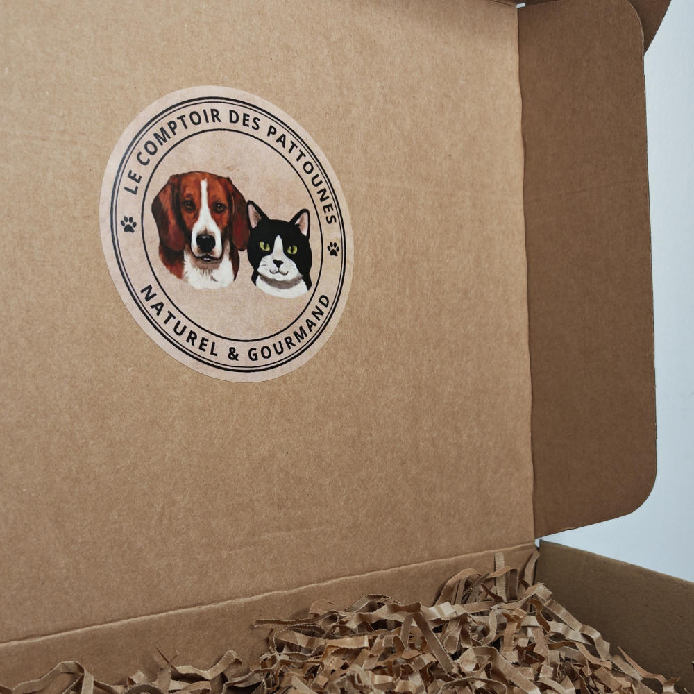 Box Pattoune Chien 🐶