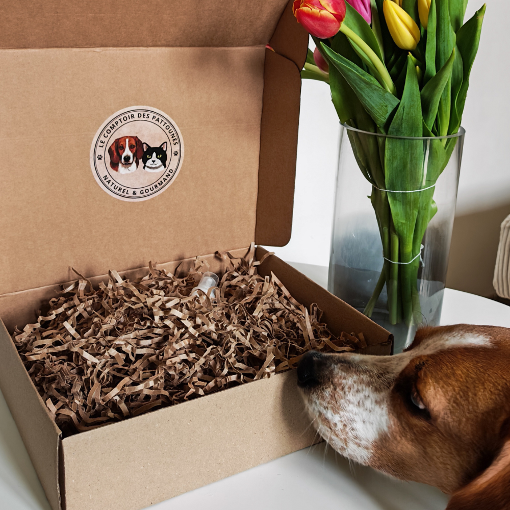 Box Pattoune Chien 🐶