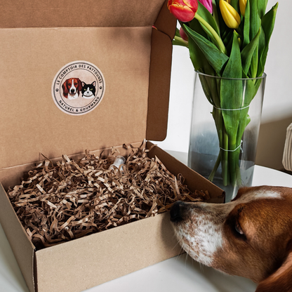 Box Pattoune Chien 🐶